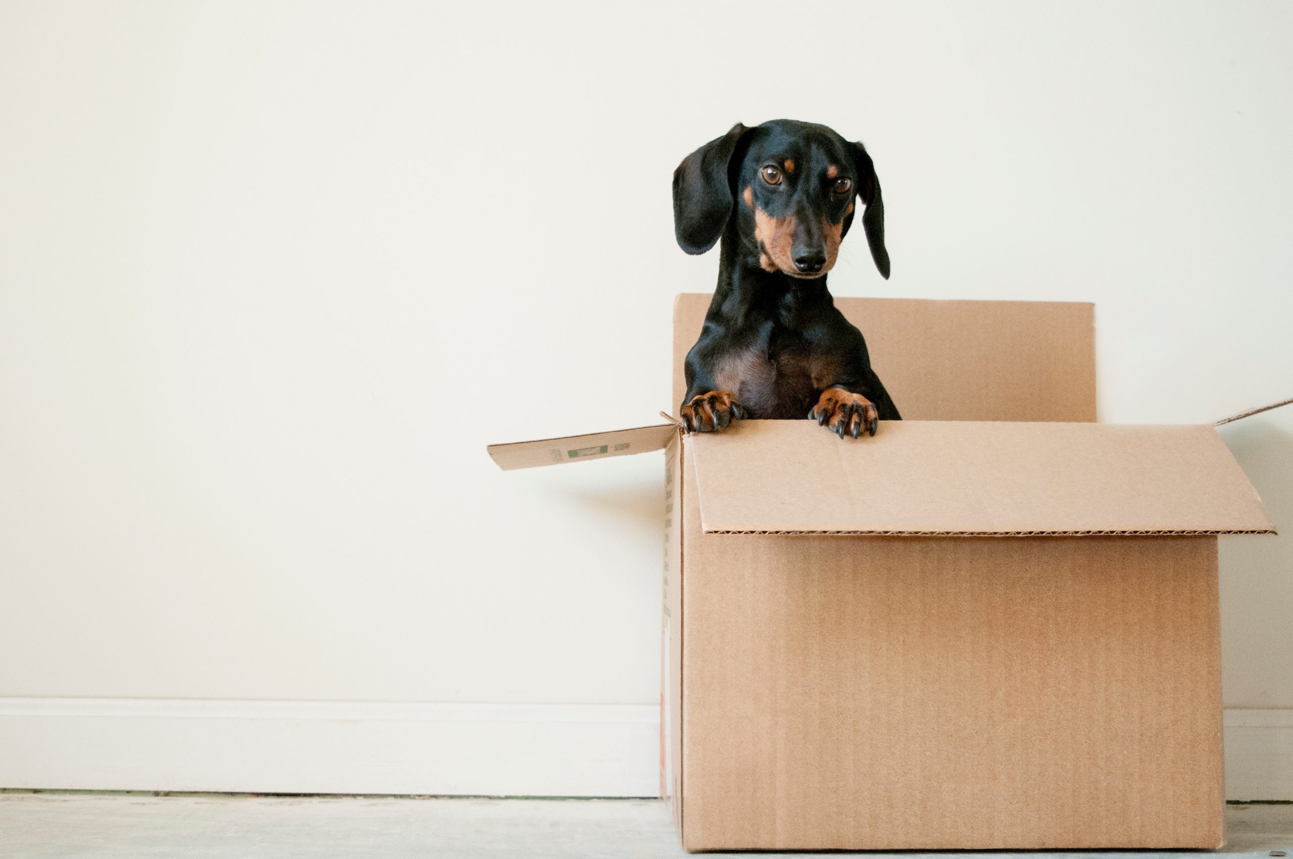 A dachshund in a box