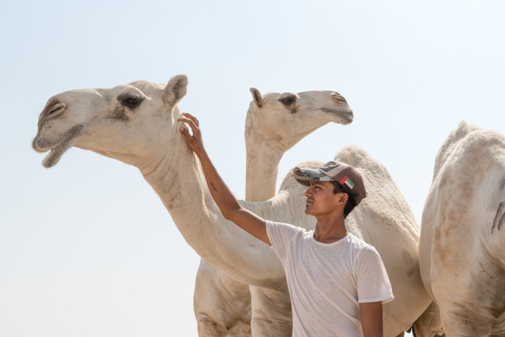 A man pets a white camel.