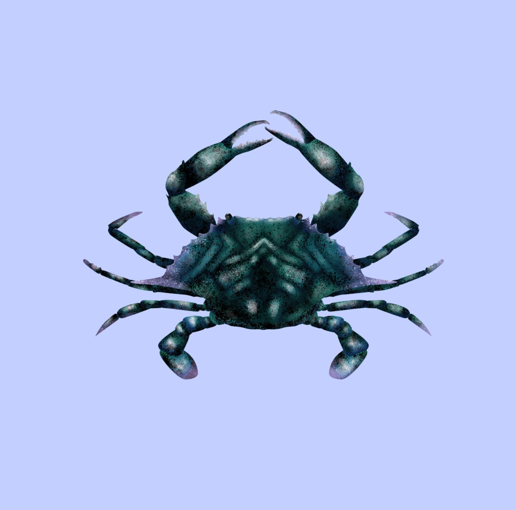 A design of a blue crab. 