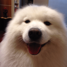 A big white dog blinks at the camera. 
