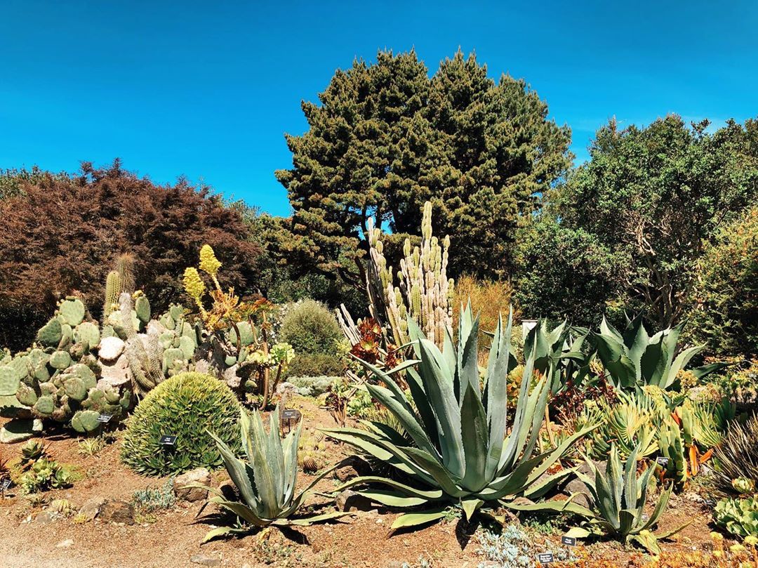 Many different kinds of desert plants