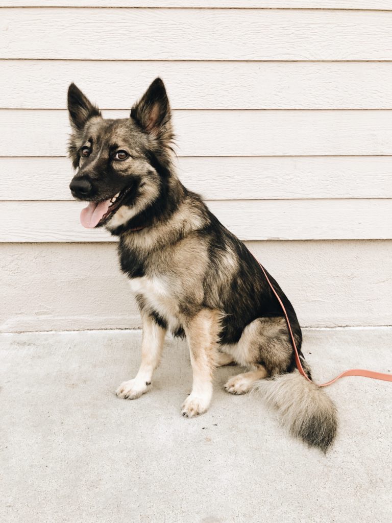 Stella, a German Shepherd, smiling at the camera. 