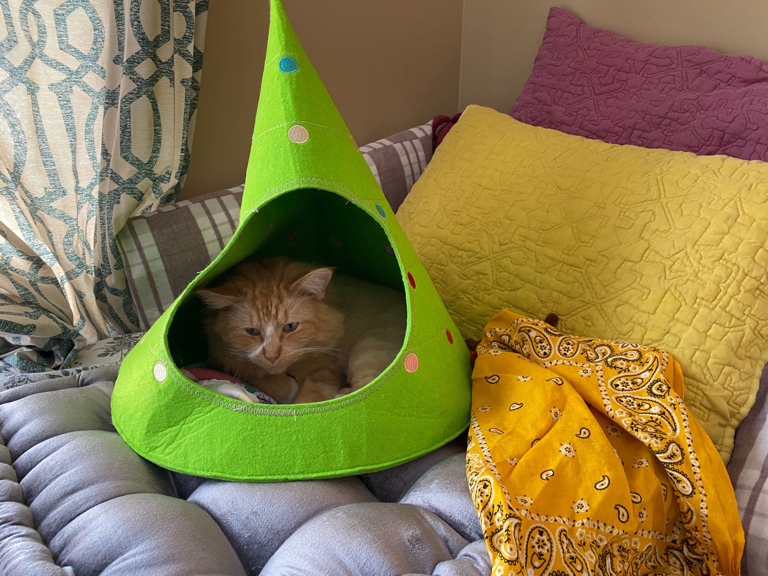 A cat sits in his bed on top of a couch