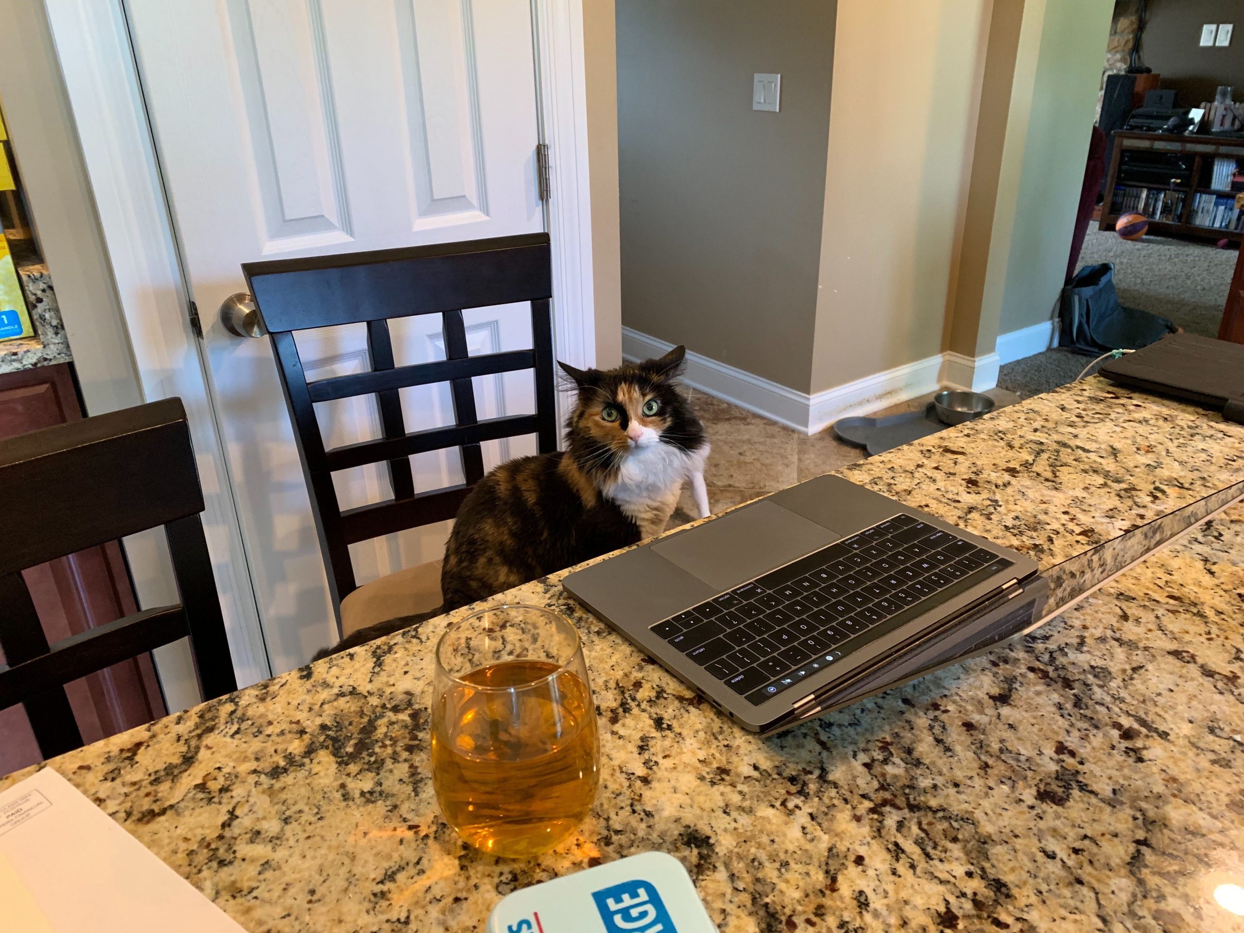 A cat sits on a kitchen chair, looking at its owner's laptop