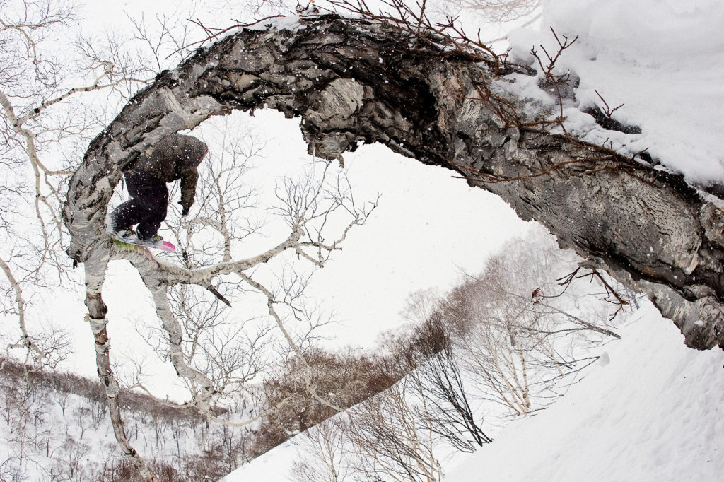 A snowboard grinds the limb of a bent tree. 