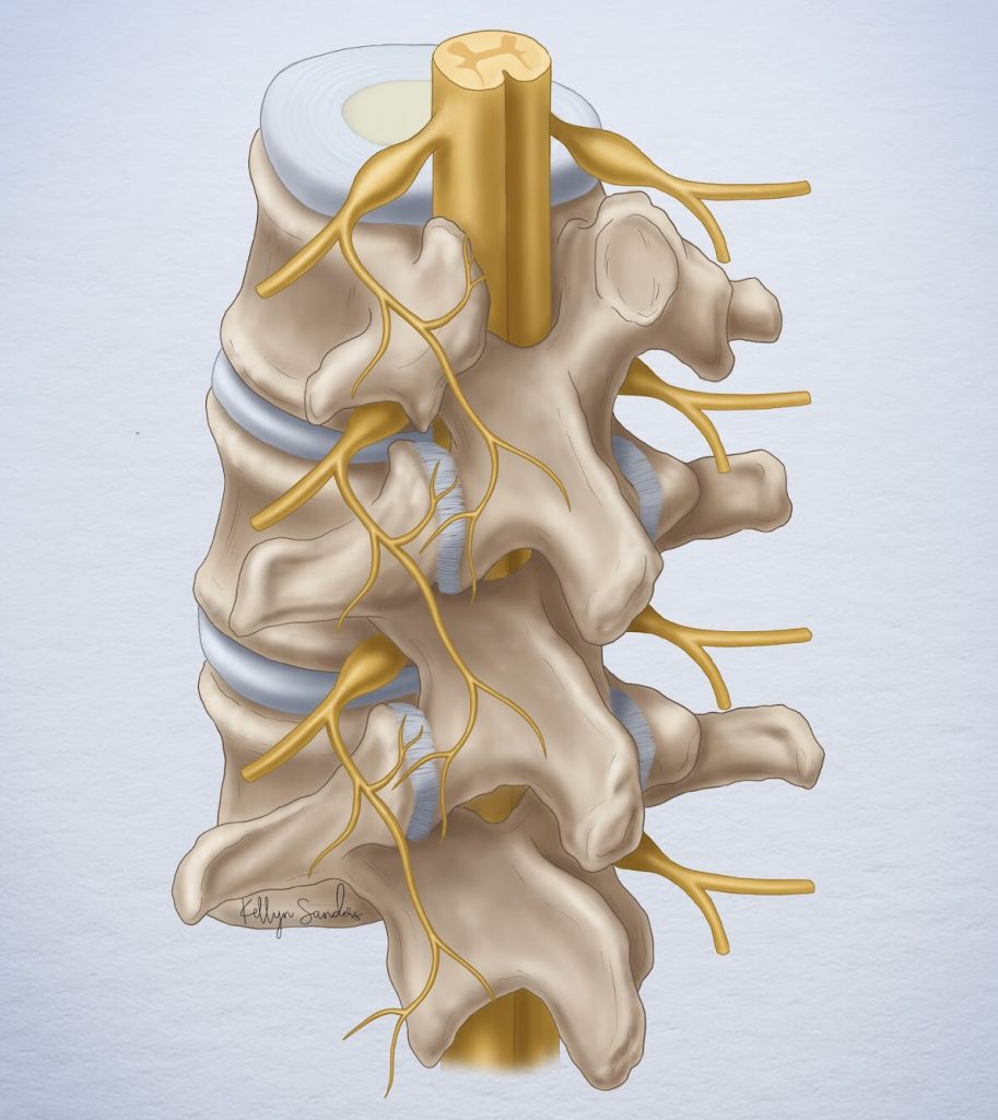 A detailed illustration of a spine. 