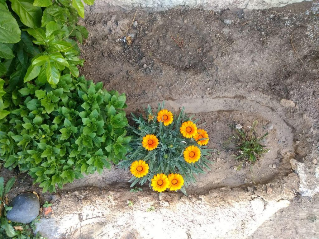 Orange flowers grow on the outside of a small garden. 