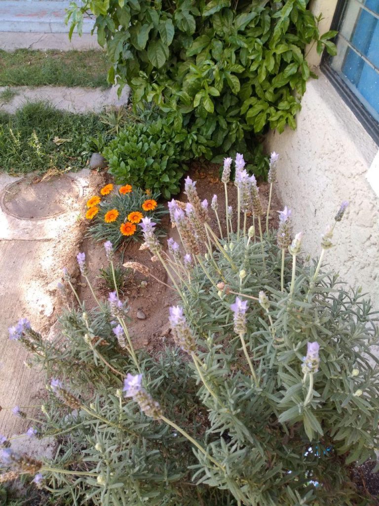 Purple and orange flowers grow in a small garden.  