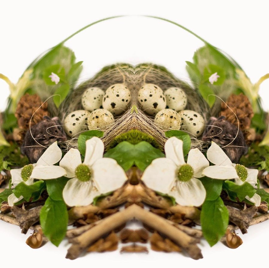 Eggs in a nests surrounded by flowers and sticks. 