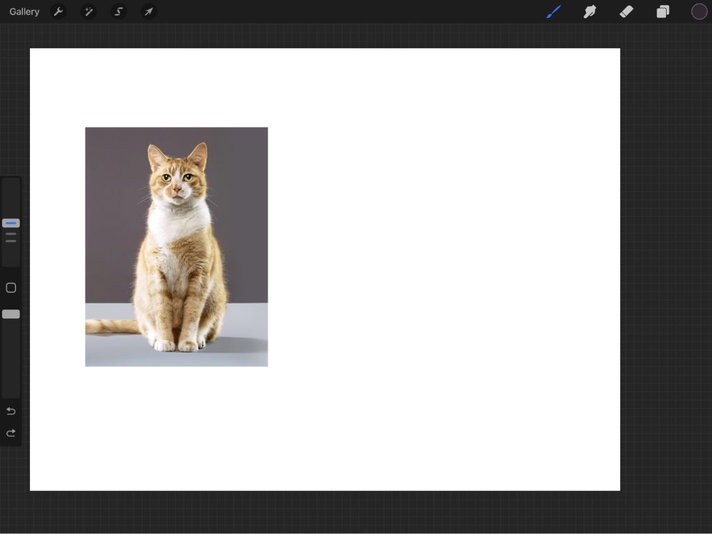 a photo of a cat in drawing software