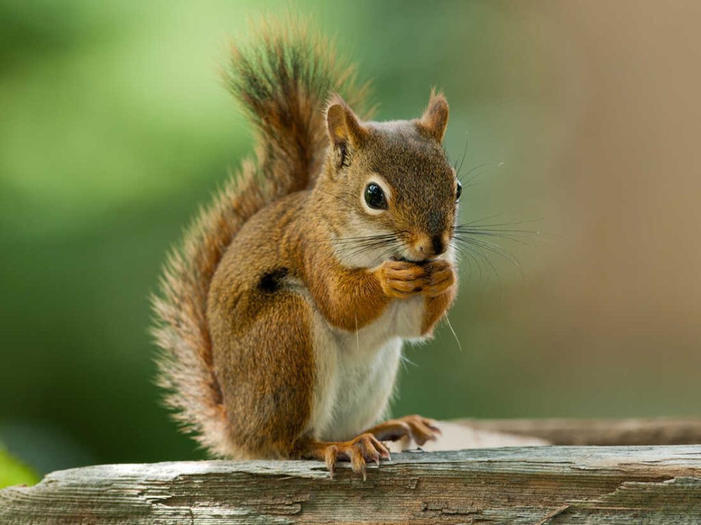 An American red squirrel.