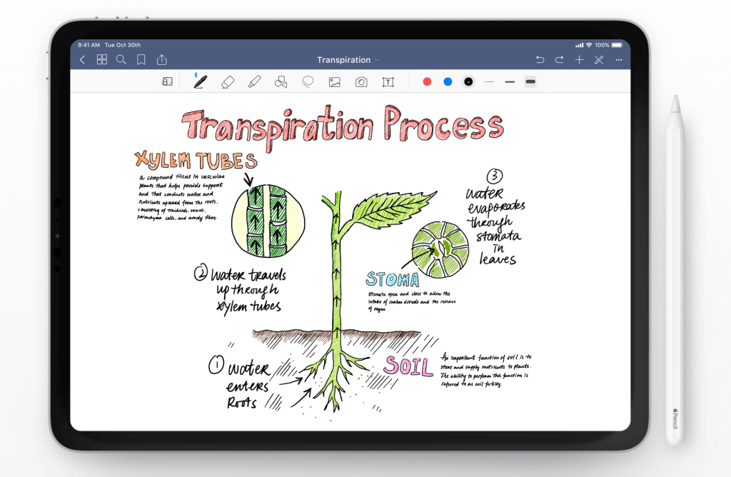 pictures of notes on ipad taken in goodnotes about the transpiration process