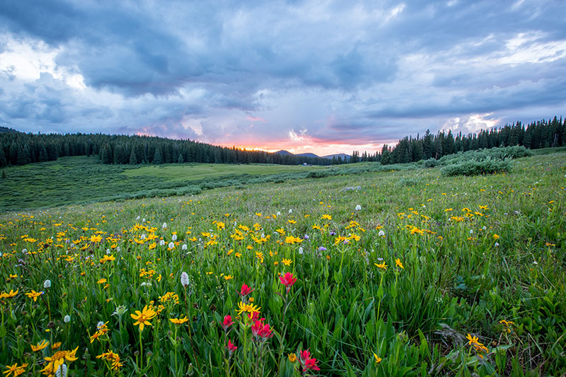 A field of wildflowers 