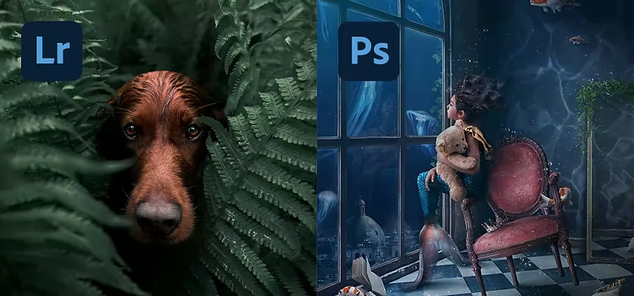 splitscreen image with lightroom logo and a photo of a bear on the left and the photoshop logo and a photo of a girl staring out the window on the right